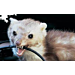 Hyundai universal marten scareer