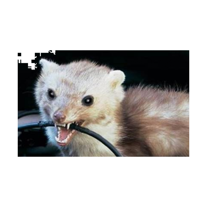 Hyundai universal marten scareer