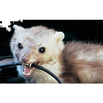 Hyundai universal marten scareer